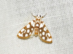 Obtusipalpis pardalis