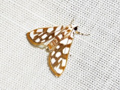 Obtusipalpis pardalis