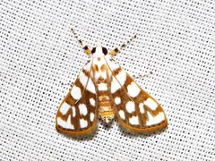 Obtusipalpis pardalis