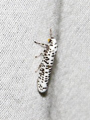 Yponomeuta strigillatus