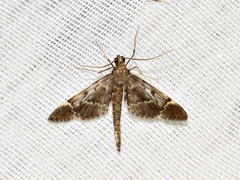 Duponchelia lanceolalis