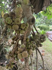 Ficus auriculata