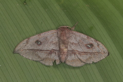 Gonogramma motagus