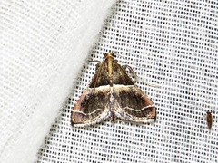 Endotricha consobrinalis