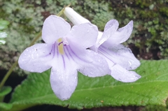 Streptocarpus cyaneus