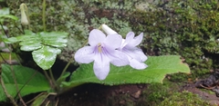 Streptocarpus cyaneus