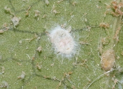 Aleurothrixus floccosus