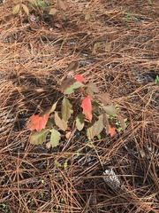 Toxicodendron pubescens