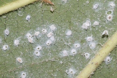 Aleurothrixus floccosus