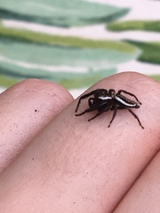 Metaphidippus perfectus