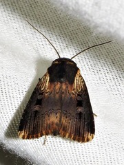 Effractilis effracta