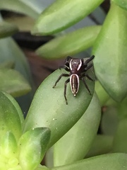 Metaphidippus perfectus