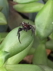 Metaphidippus perfectus