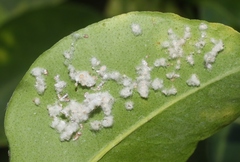 Aleurothrixus floccosus