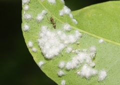 Aleurothrixus floccosus