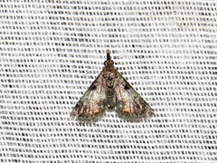Rhynchopaschia melanolopha