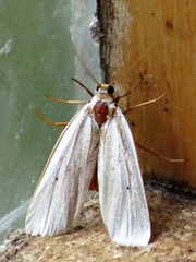 Ilemodes astriga