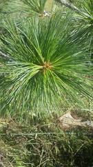 Pinus stylesii
