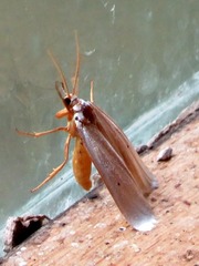 Ilemodes astriga