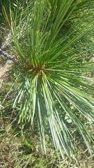 Pinus stylesii