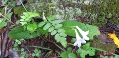 Streptocarpus cyaneus