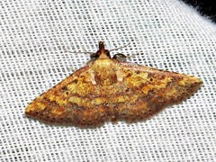 Cerynea thermesialis