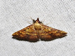 Cerynea thermesialis