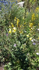 Verbascum spectabile