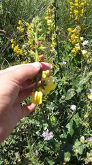 Verbascum spectabile