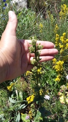 Verbascum spectabile