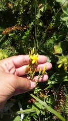 Hypericum linarioides
