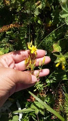 Hypericum linarioides