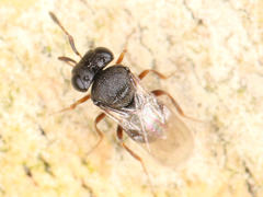 Platygastroidea