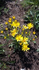 Jacobaea taurica