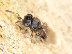 Platygastroidea