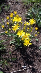 Jacobaea taurica