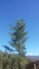 Pinus stylesii