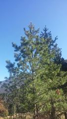 Pinus stylesii