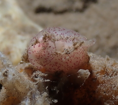 Gastropteron pacificum