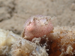 Gastropteron pacificum