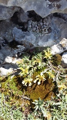 Teucrium montanum jailae