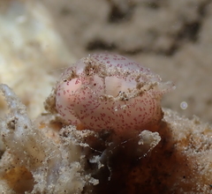 Gastropteron pacificum