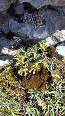 Teucrium montanum jailae