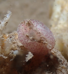 Gastropteron pacificum