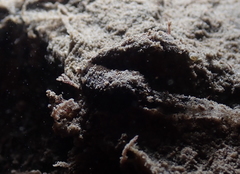 Aglaja ocelligera