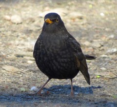 Turdus merula