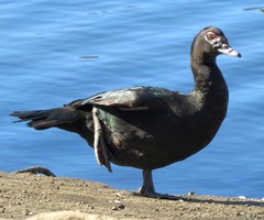 Cairina moschata domestica