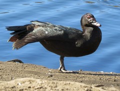Cairina moschata domestica