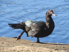 Cairina moschata domestica