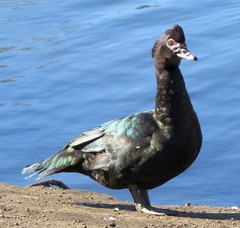 Cairina moschata domestica